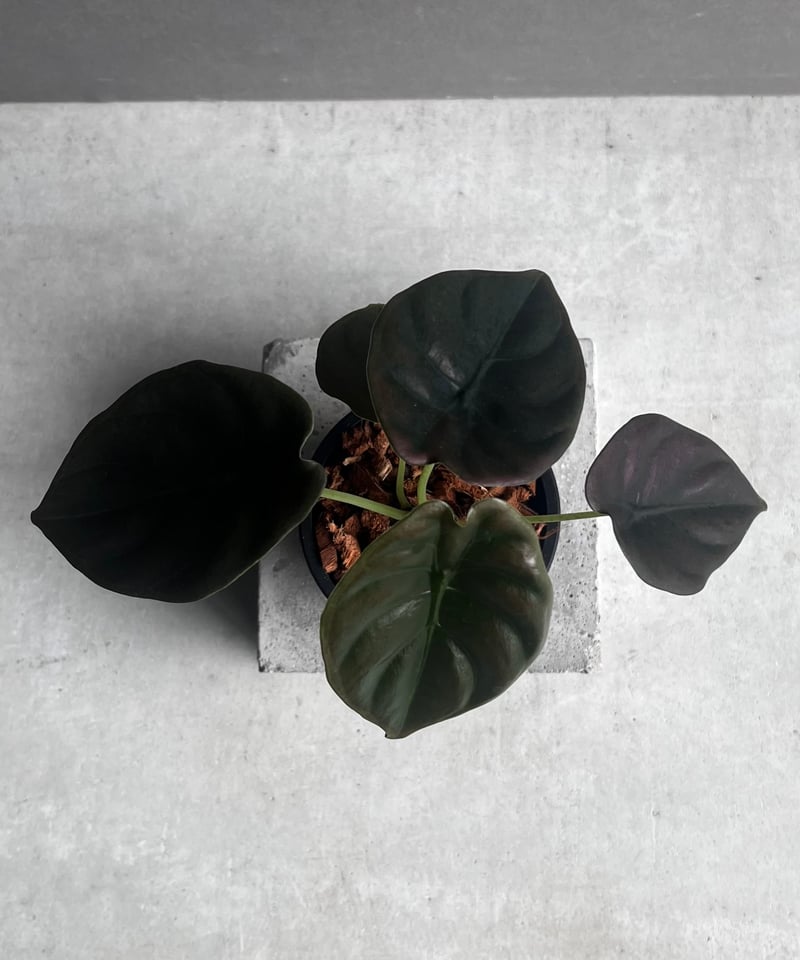 アロカシア クプレア “レッドシークレット” 「Alocasia cuprea “Red Se