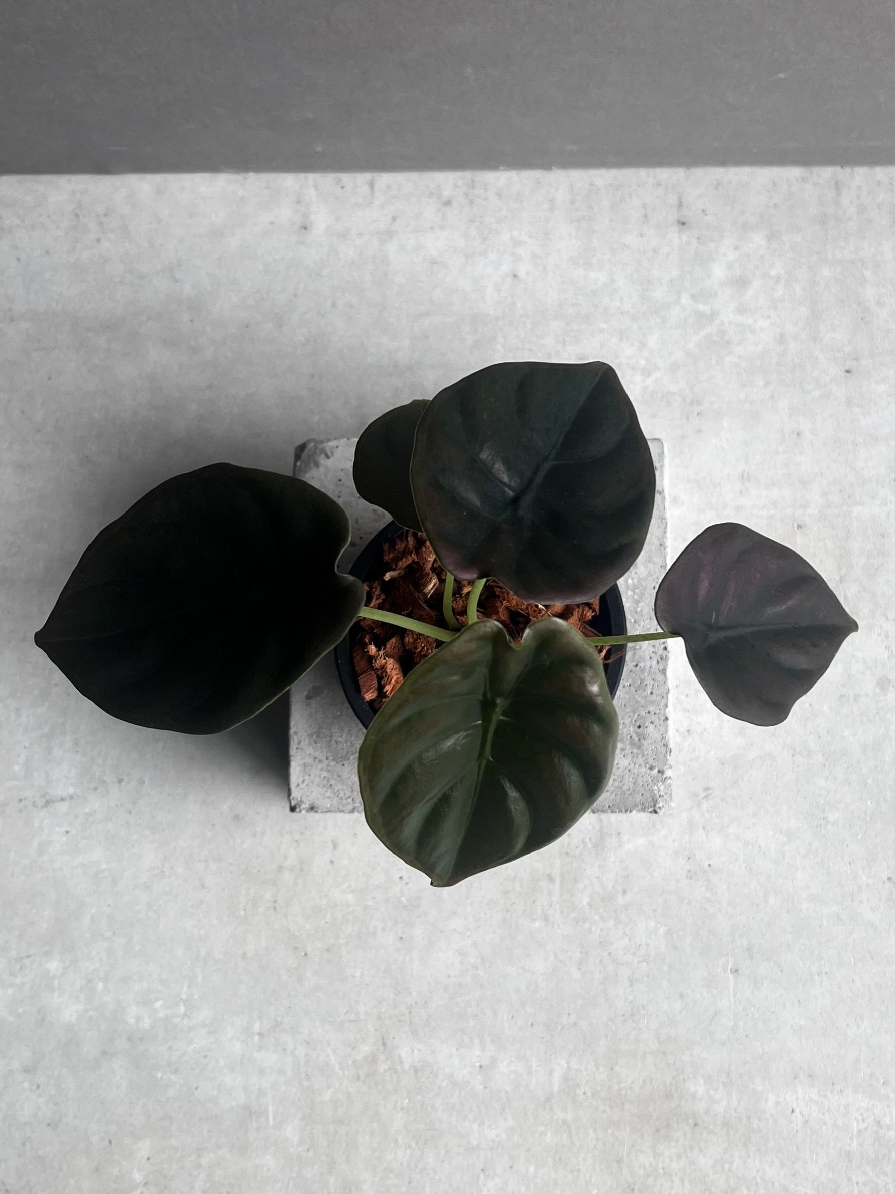 アロカシア クプレア “レッドシークレット” 「Alocasia cuprea “Red Se