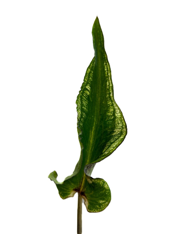 カラジウム ブラック バンブー「Caladium Black Bamboo」7/21-55A