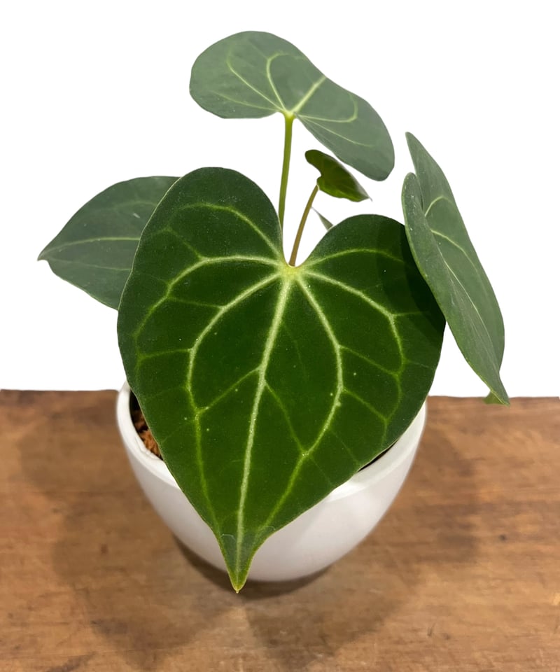 Anthurium Rubrinervium ルブリネルビウム Anthurium Rubrinervium ルブリネルビウム Anthurium Rubrinervium