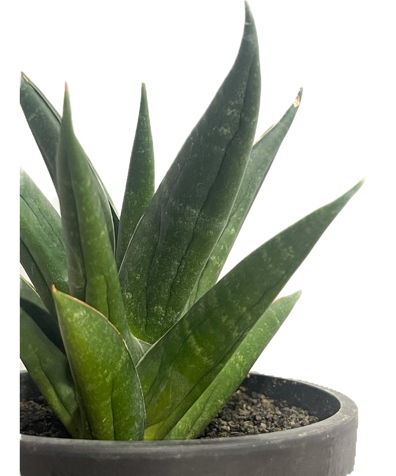 サンセベリア ブラック スワン「Sansevieria Black Swan」7/4-933