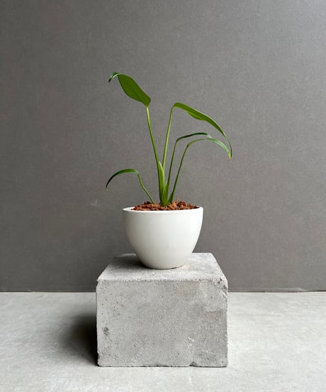 CATEGORY モンステラ | SHOUCHIKUEN