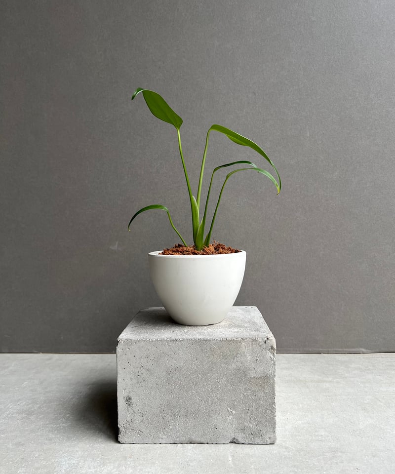 モンステラ バールマルクスフレーム 「Monstera burle marx's flame」