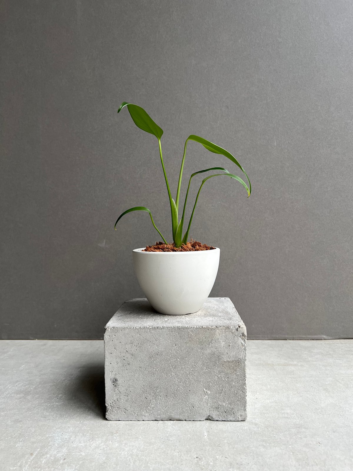 モンステラ バールマルクスフレーム 「Monstera burle marx's flame」