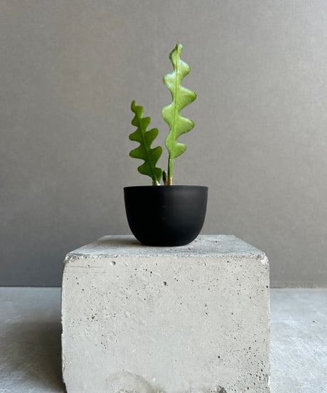 繁栄の木 CATEGORY Plants | SHOUCHIKUEN