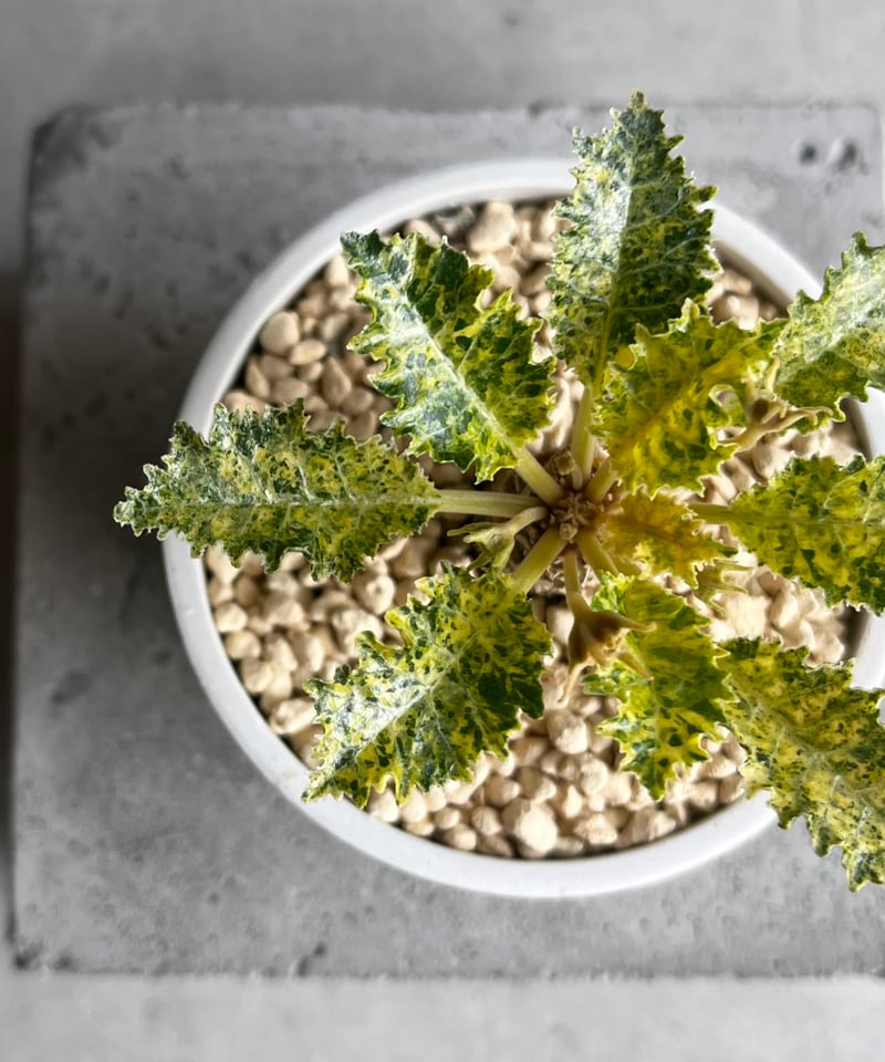 ドルステニア ホルウッディ “スーパー斑入” 「Dorstenia horwoodii “Su