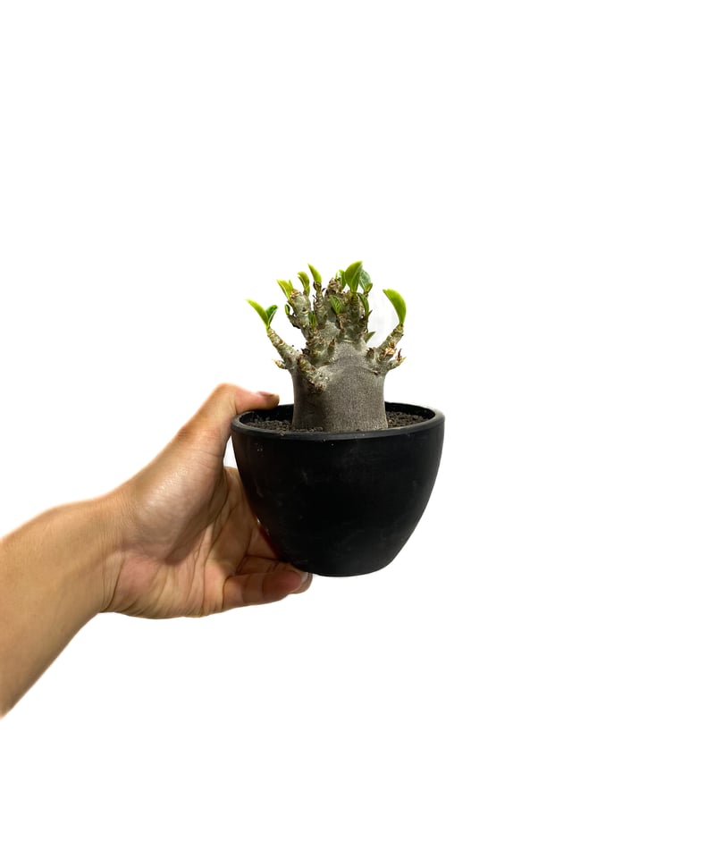 アデニウム アラビカム ドワーフ “ブラック”「adenium arabicum Dwar
