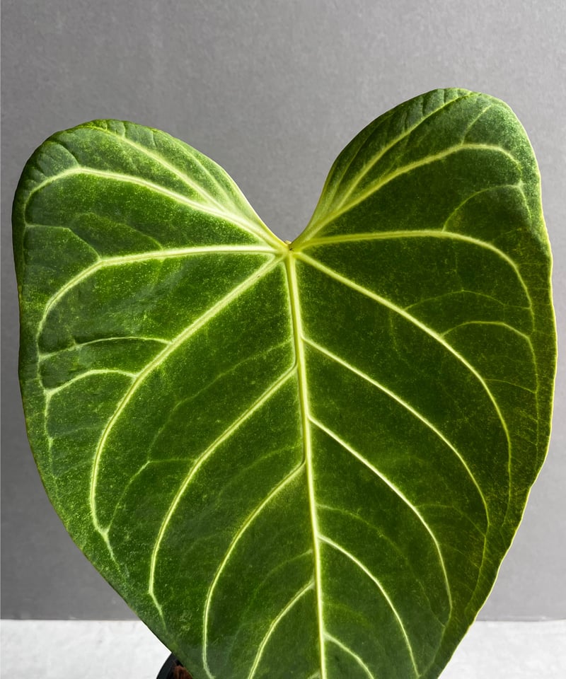 アンスリウム レガレ(コロンビア/ペルー) 「Anthurium regale