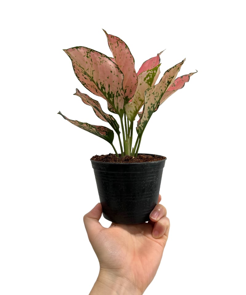 アグラオネマ トライ ペット 「Aglaonema Tri Phet」97L | SHOUCH