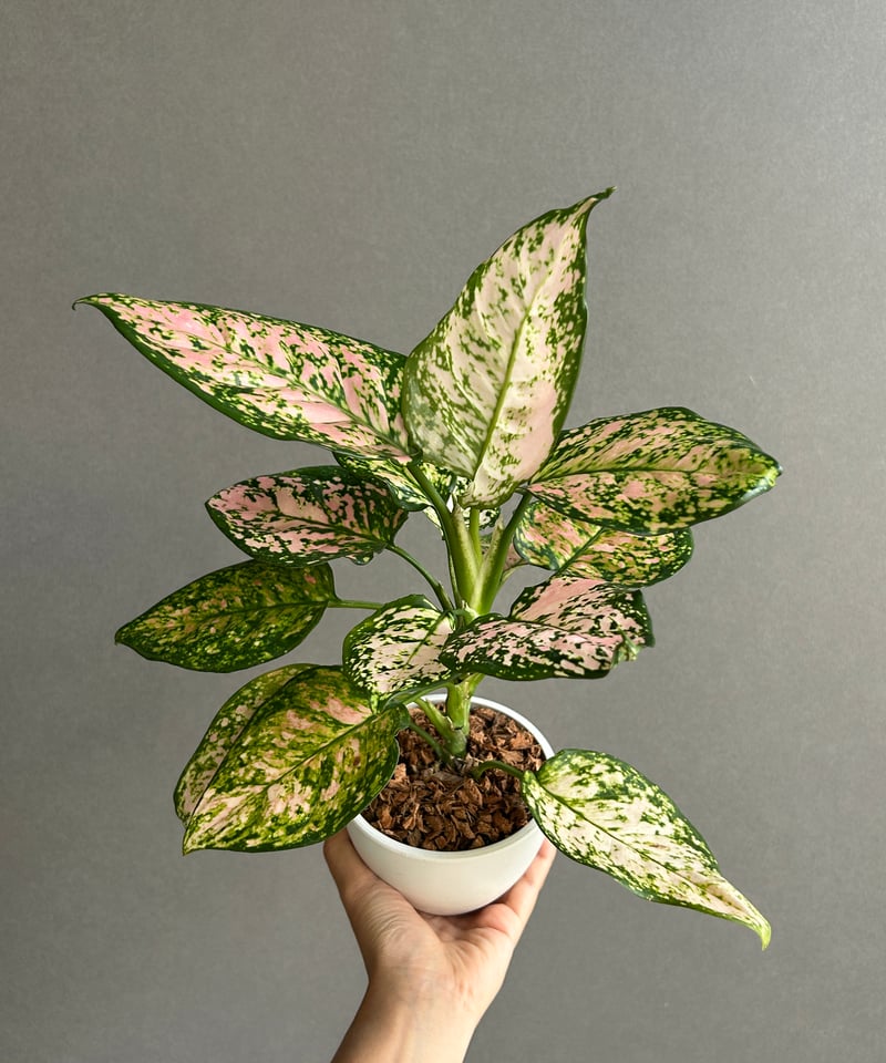 アグラオネマ　③ アグラオネマ ベビー ピンク 「Aglaonema Baby Pink」83I | SHOUC