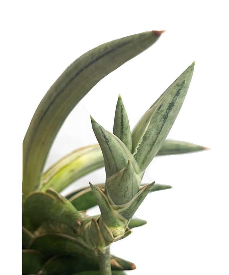 サンセベリア lav.1970 白斑入「Sansevieria lav. 1970 White