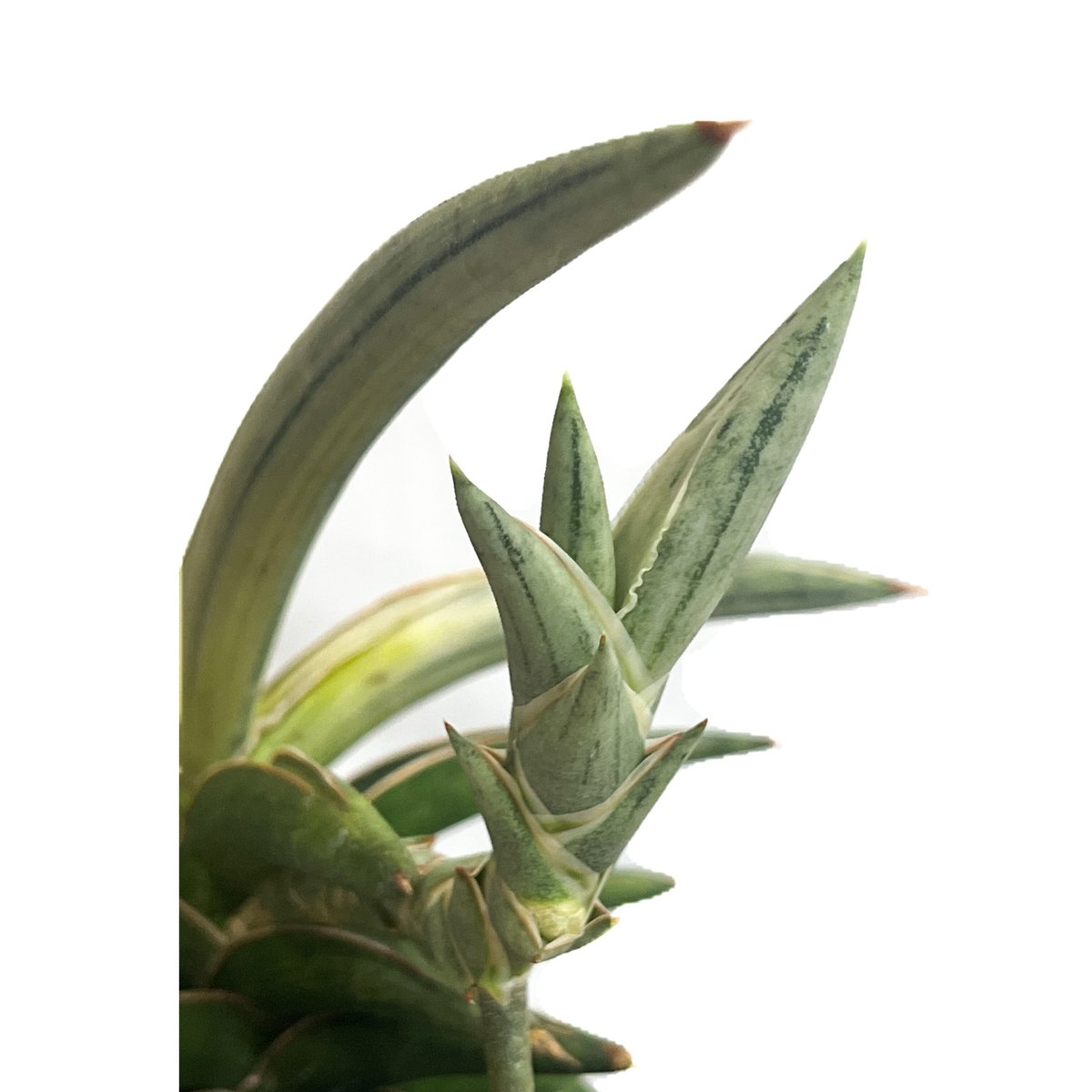 サンセベリア lav.1970 白斑入「Sansevieria lav. 1970 White