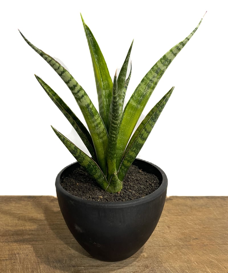 サンセベリア クロコダイル ロック「Sansevieria Crocodile Rock