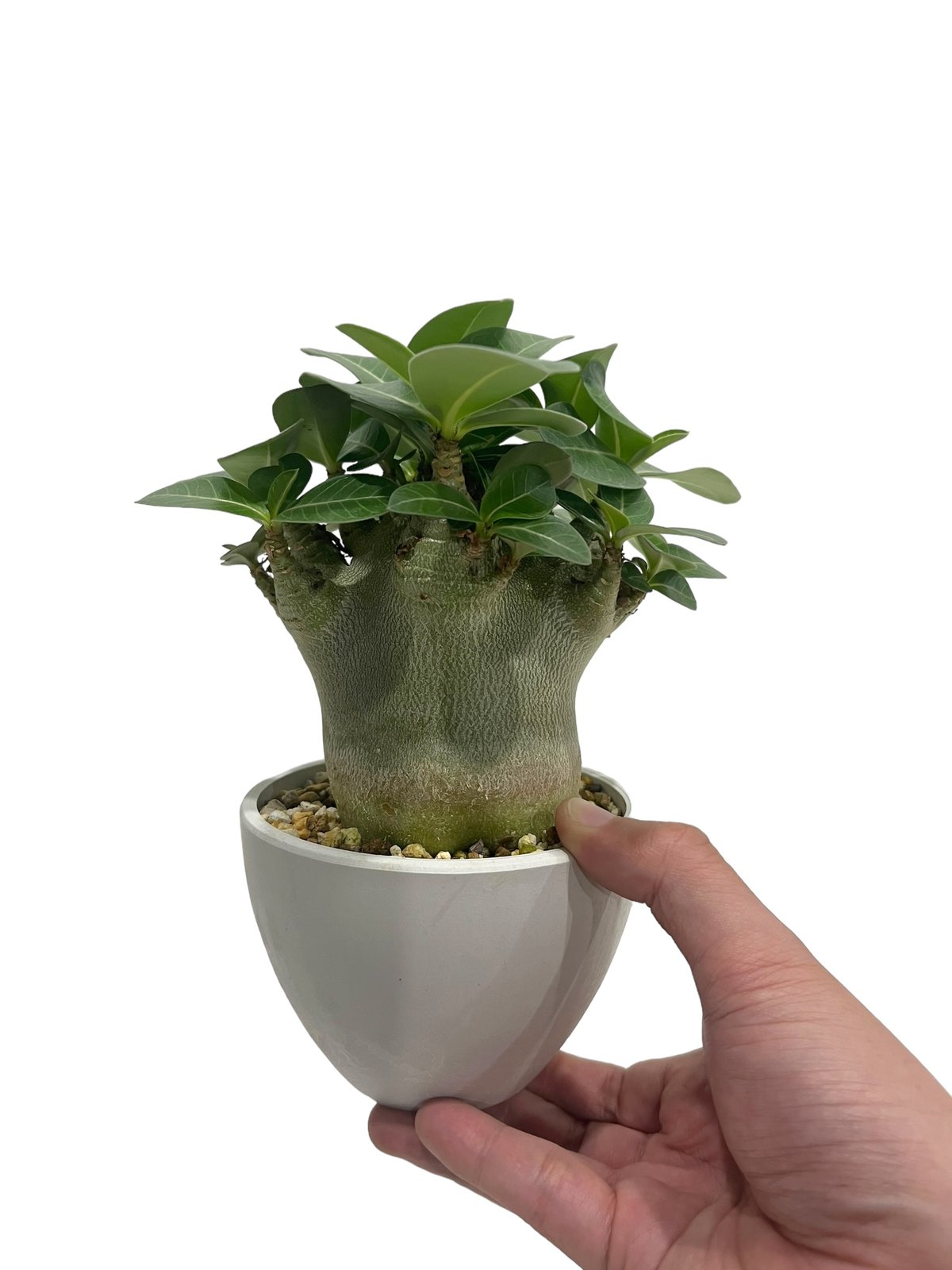 アデニウム アラビカム スーパー ドワーフ タイプ 「Adenium arabicum