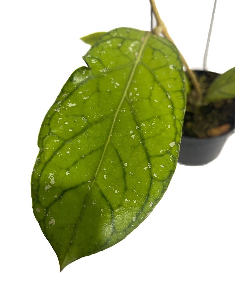 ホヤ タンガマス ホヤ タンガムス「Hoya tanggamus」3C-4 | SHOUCHIKUEN