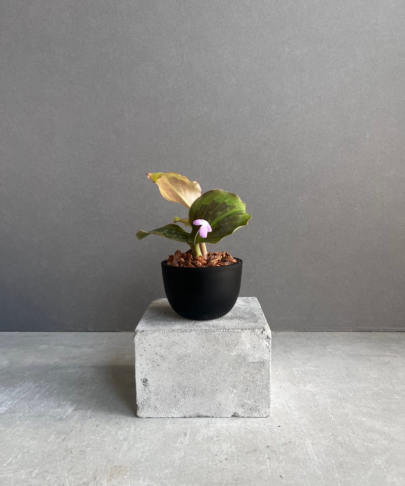 ケンフェリア プルクラ ピンク 斑入 「Kaempferia pulchra Pink Var