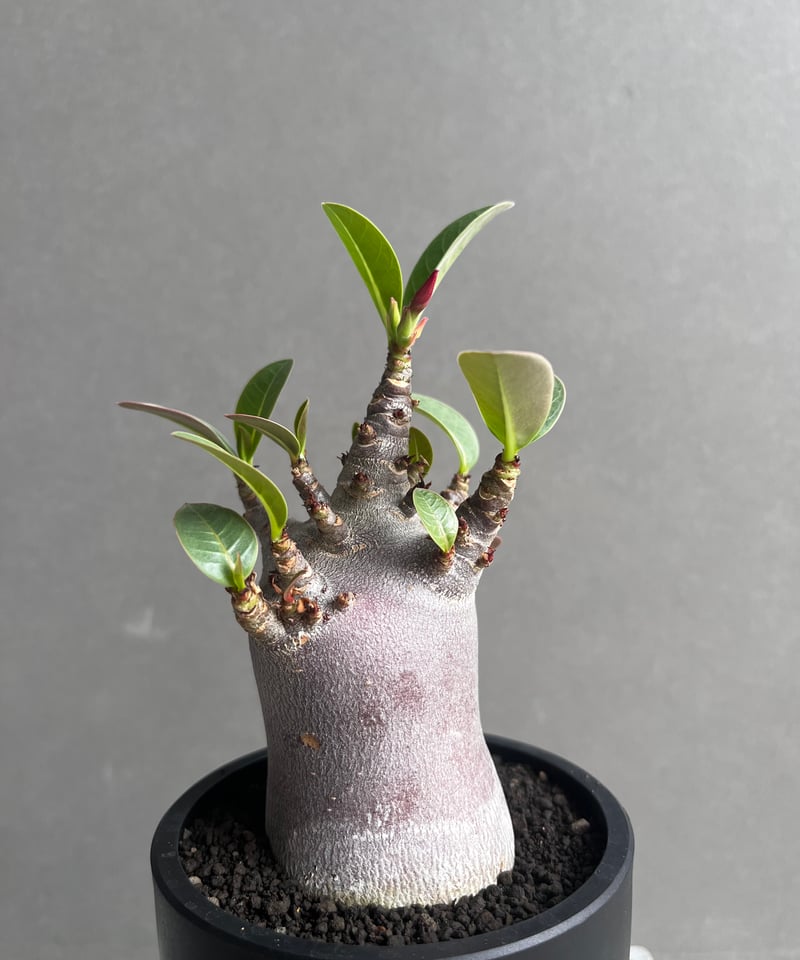 アデニウム アラビカム スーパー ドワーフ “ブラック” 「Adenium