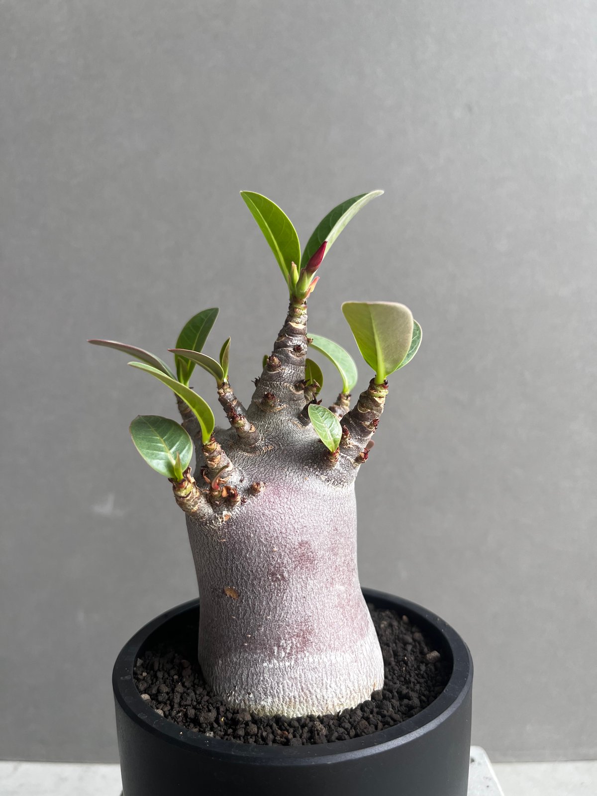 アデニウム アラビカム スーパー ドワーフ “ブラック” 「Adenium