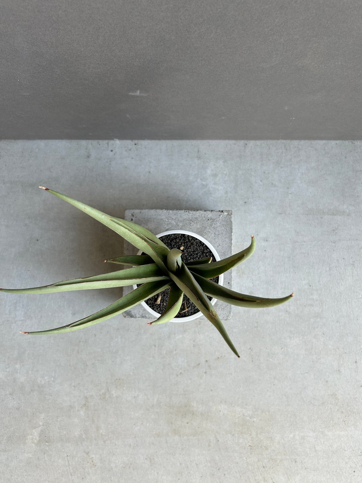 サンセベリア チャオプラヤ 「Sansevieria Chao Phraya」61F | SH
