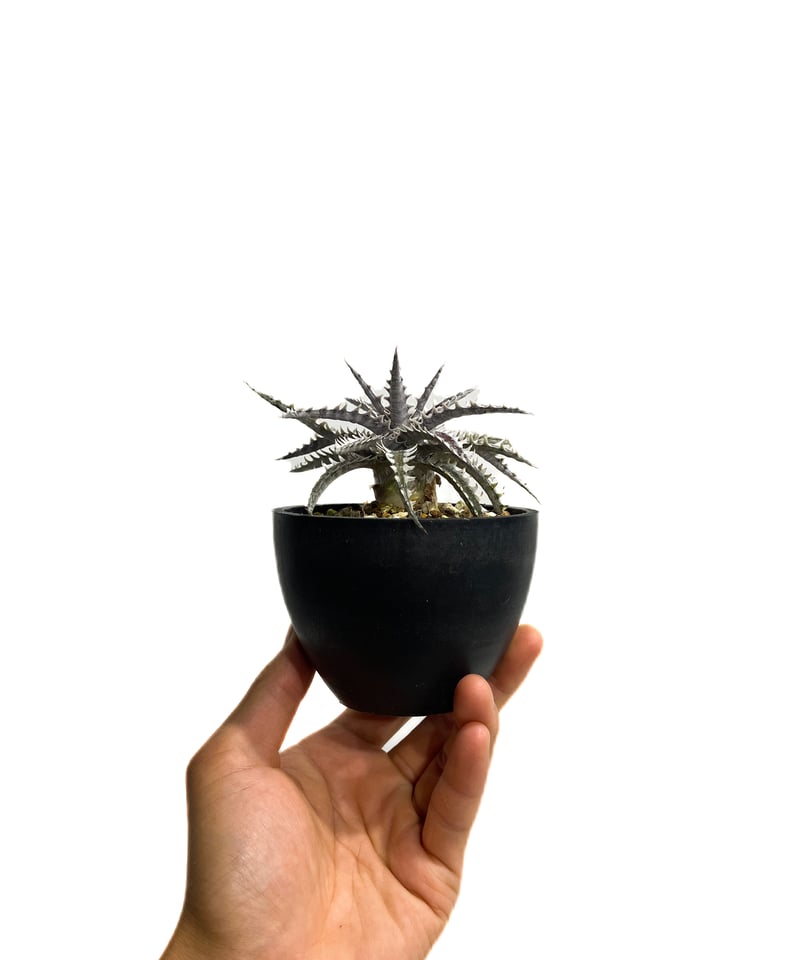 ディッキア フレディーズ ウイング「Dyckia Freddy's Wing」12E ディッキア フレディーズ ウイング「Dyckia Freddy's Wing」12E
