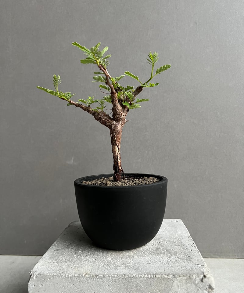 センナ メリディオナリス 実生苗 「Senna meridionalis」89A | SHOU