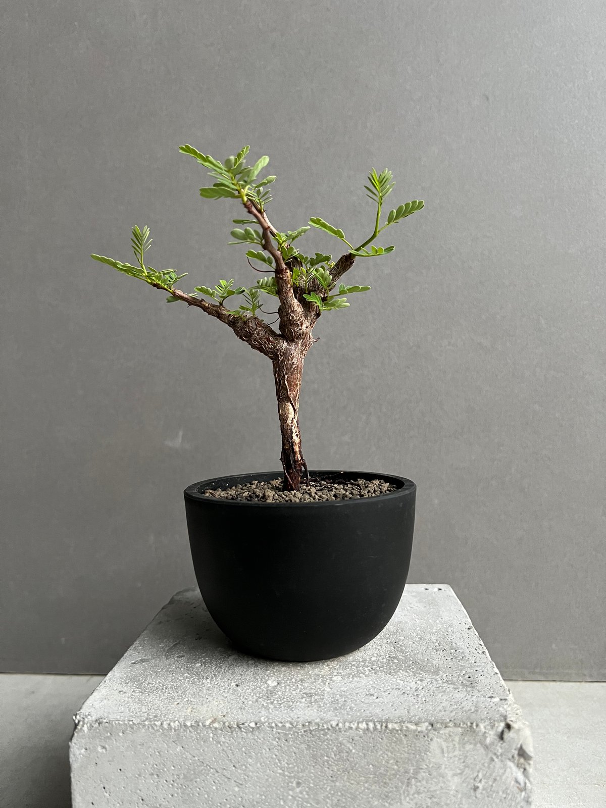 センナ メリディオナリス 実生苗 「Senna meridionalis」89A