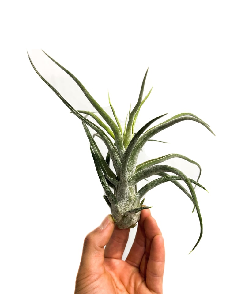 〈菫〉Tillandsiaティランジア　'ドミンゴズプリティ' チランジア チランジア ドミンゴズ ストライプス Tillandsia 'Domingo's