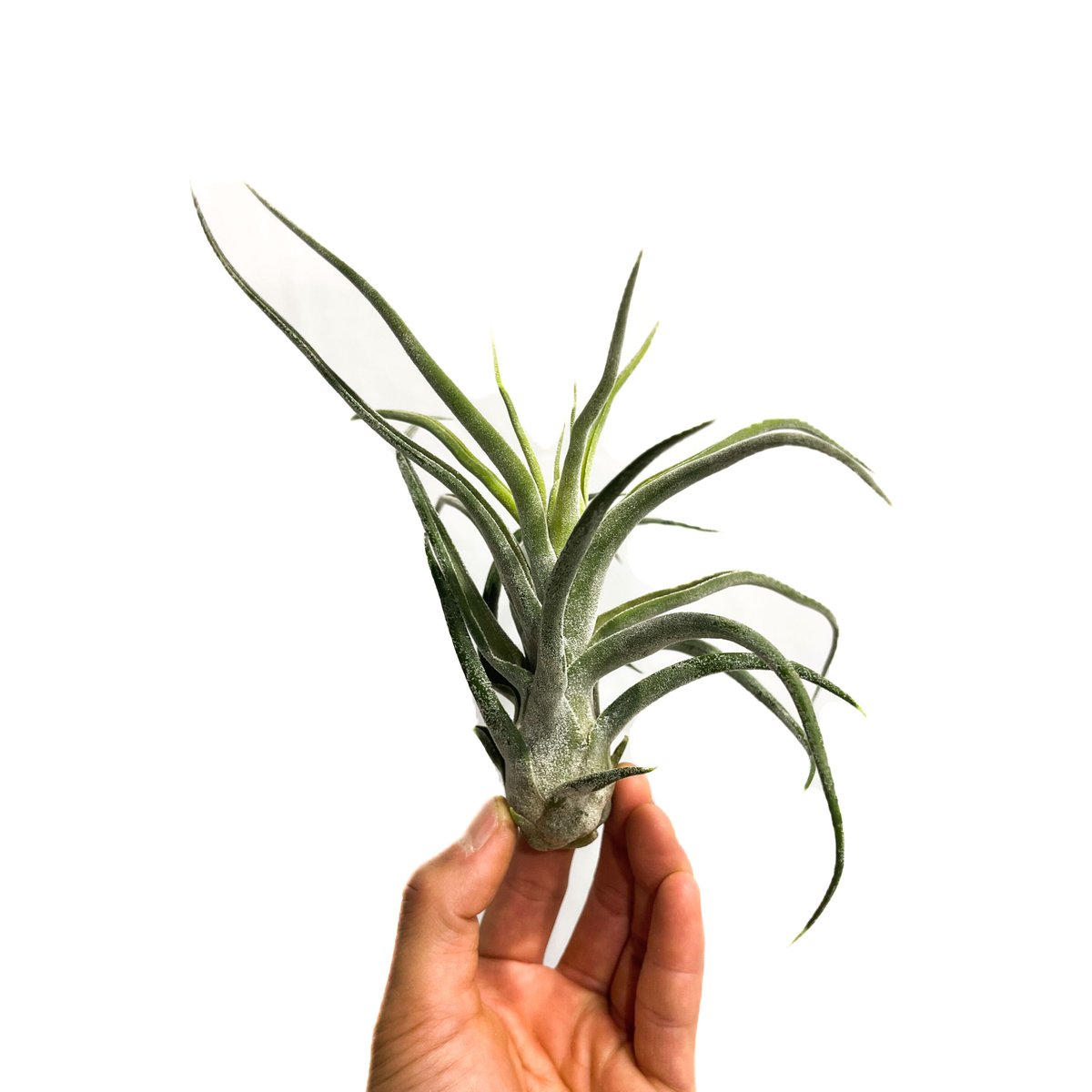 ティランジア シッティング プリティ「Tillandsia Sitting Pretty (s