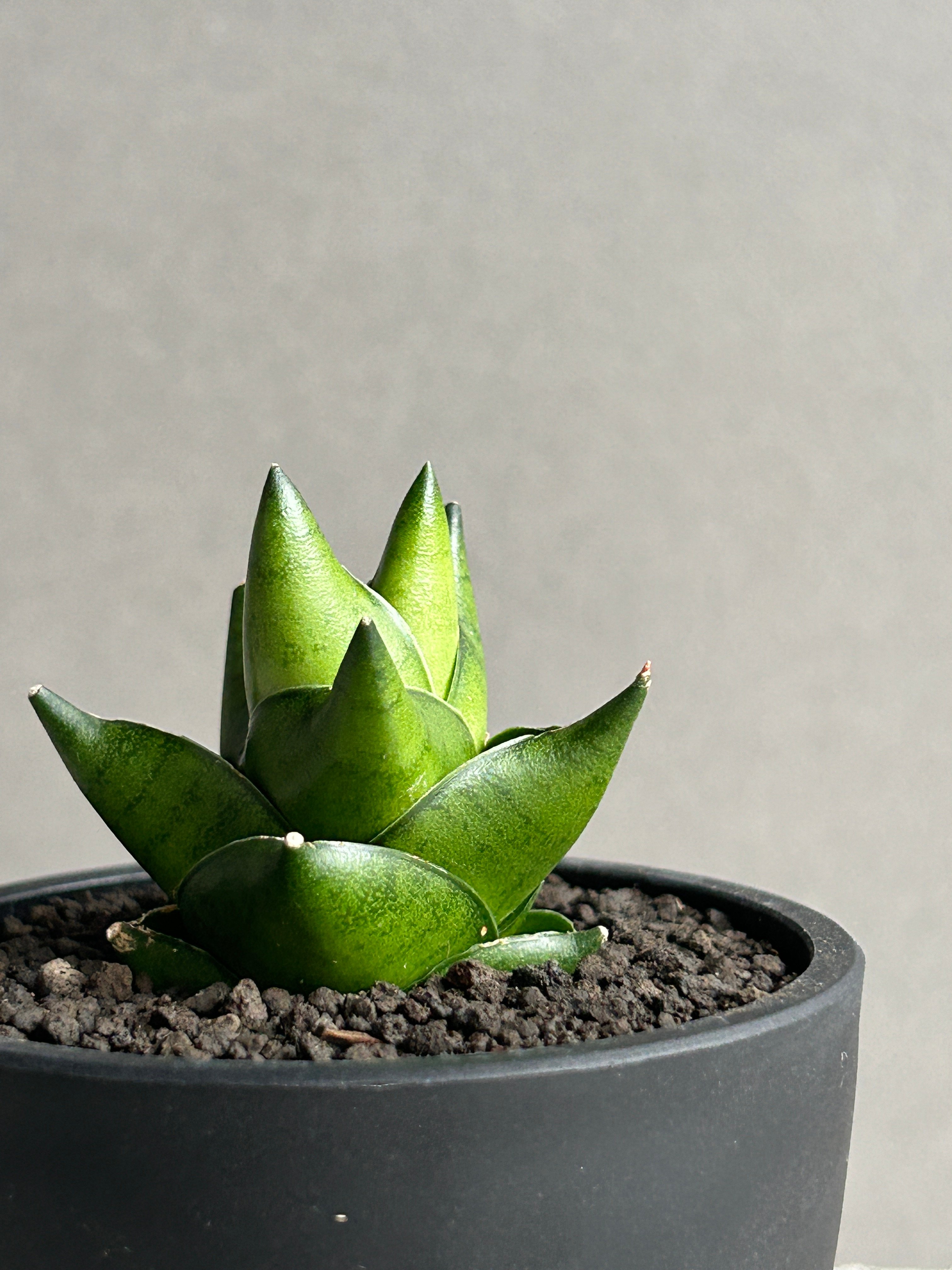 サンスベリア Sansevieria Pathumma Green A サンセベリア グリーン アント(ドワーフ)「Sansevieria Green Ant