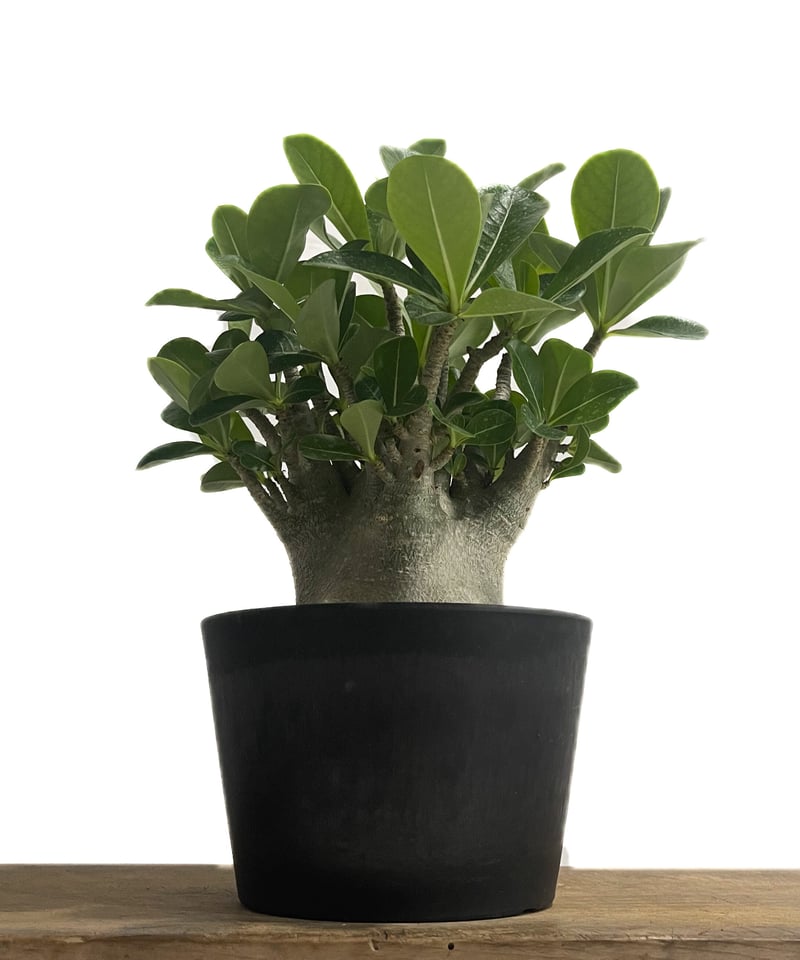 アデニウム アラビカム ドワーフ タイプ「Adenium arabicum dwarf ty