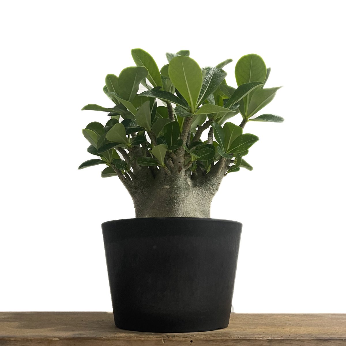 アデニウム アラビカム ドワーフ タイプ「Adenium arabicum dwarf ty