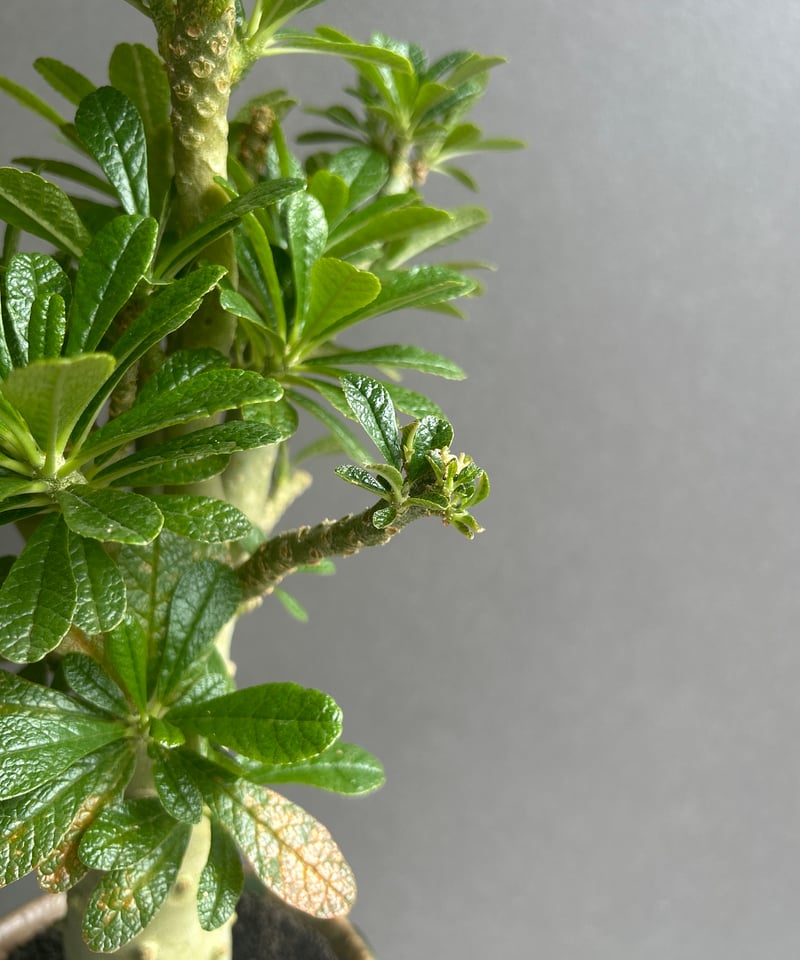 ドルステニア ギガス “選抜個体”+ YON-HACHI 「Dorstenia gigas “