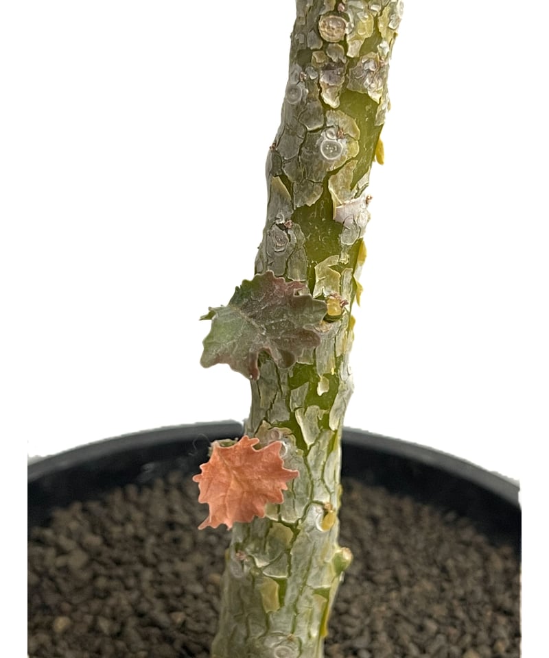 ドルステニア ジプソフィラ x ラブラニー 「Dorstenia ドルステニア ジプソフィラ x ラブラニー 「Dorstenia