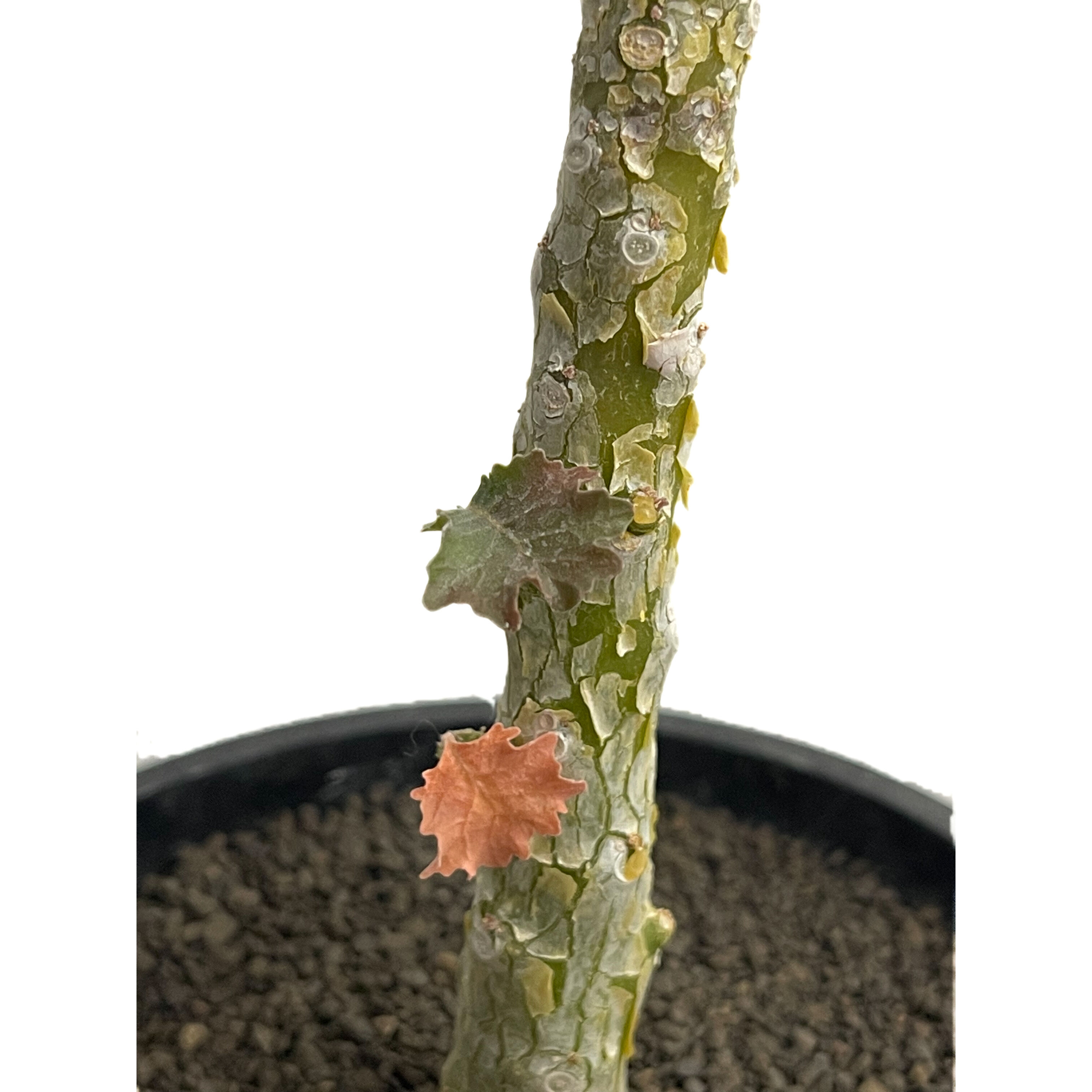 ドルステニア ジプソフィラ x ラブラニー 「Dorstenia gypsophila x l
