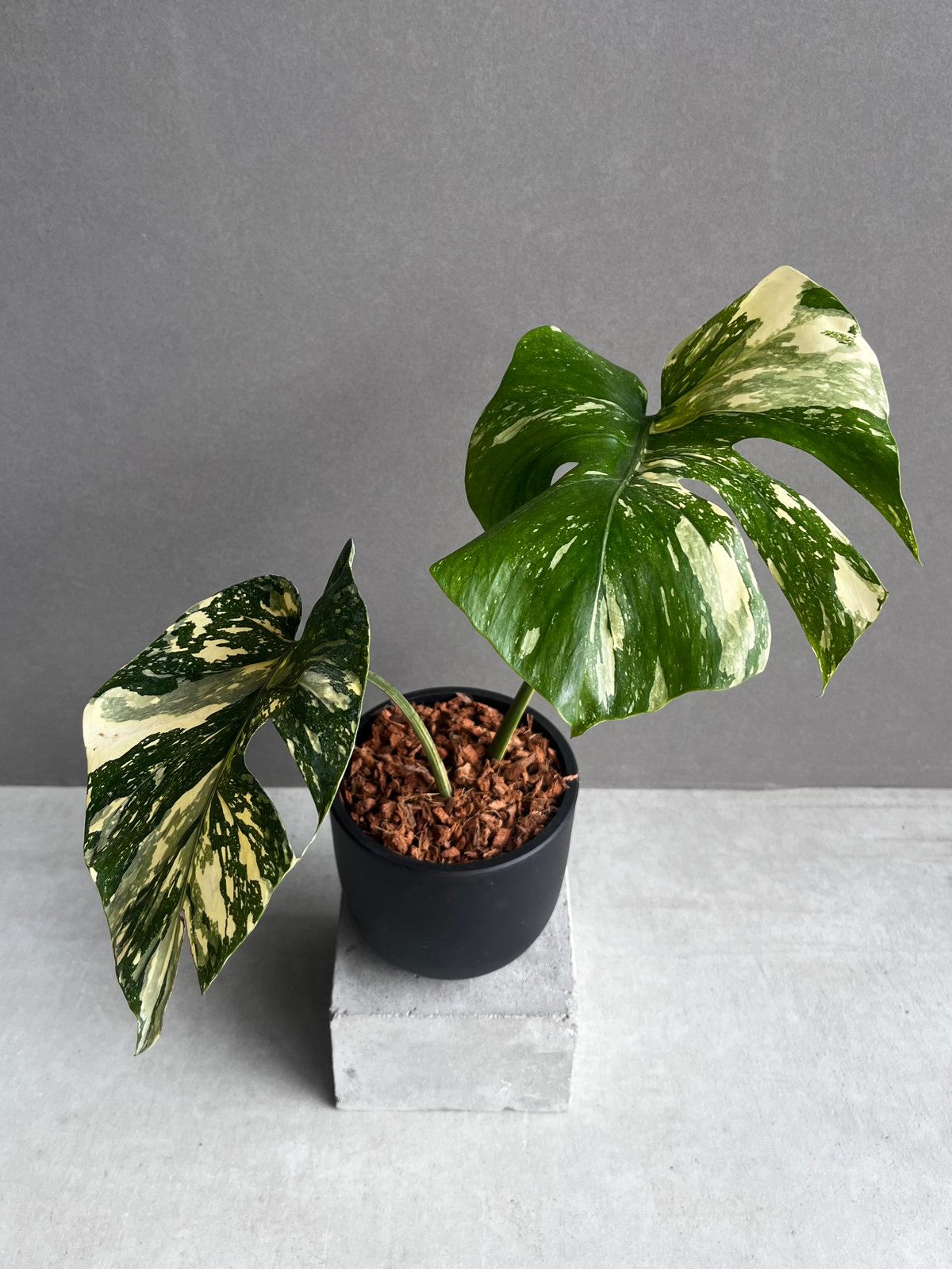 「超希少」モンステラ　クリームブリュレ　大株　creme brulee 本物 超希少」モンステラ クリームブリュレ 大株 creme brulee 本物 発根