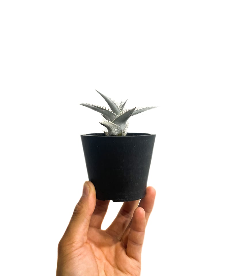 ディッキア ハイブリッド 「Dyckia Hybrid」98E-1 | SHOUCHIKUEN