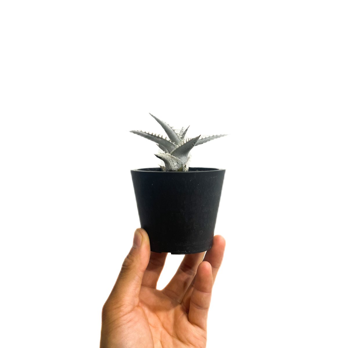 ディッキア ハイブリッド 「Dyckia Hybrid」98E-1 | SHOUCHIKUEN