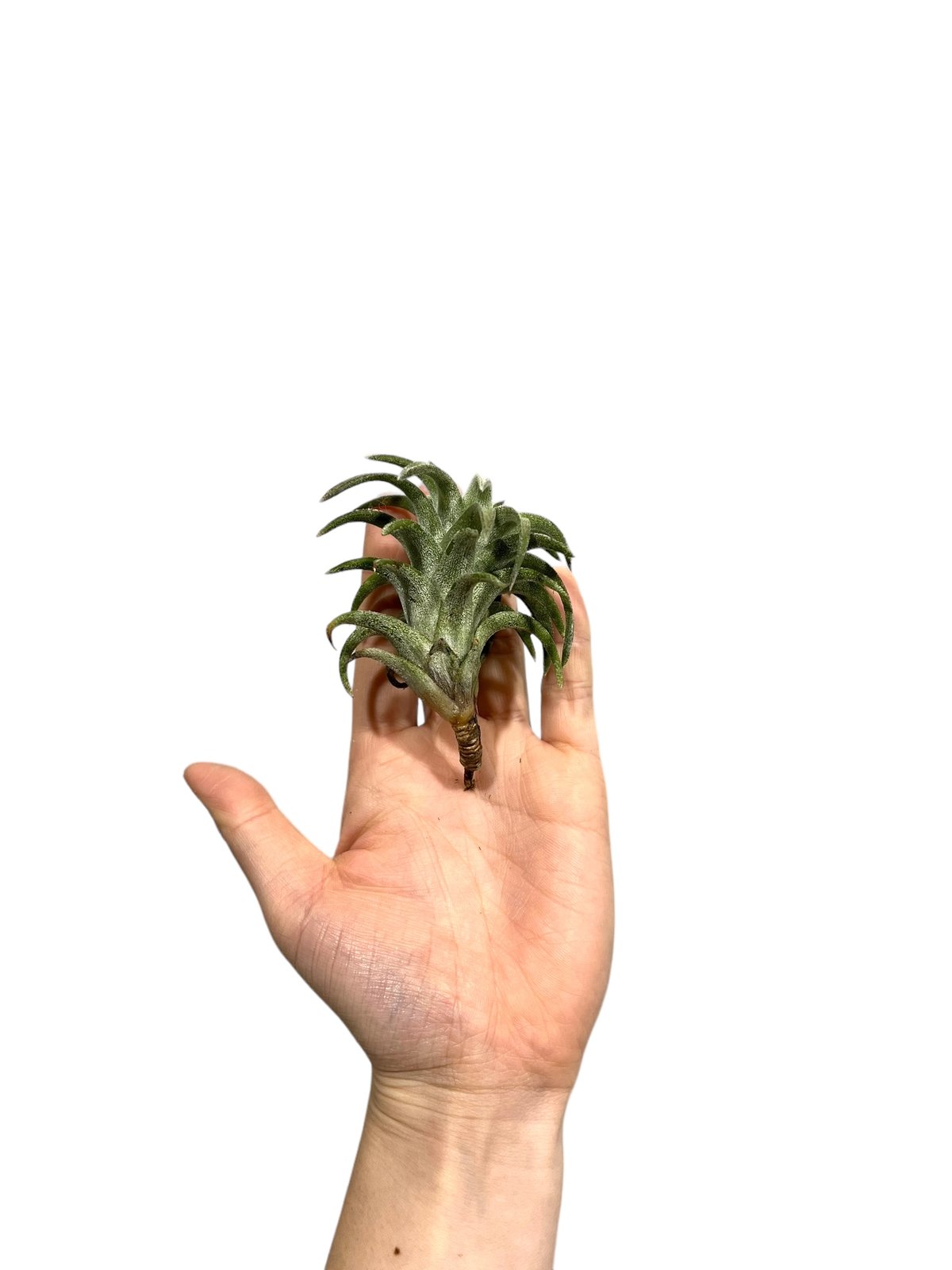 ティランジア バンハイニンギー 'ジャンボ'「 Tillandsia vanhyningii'