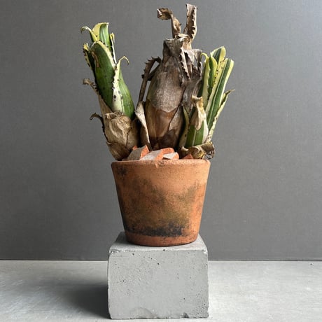 ホヘンベルギア | STORES