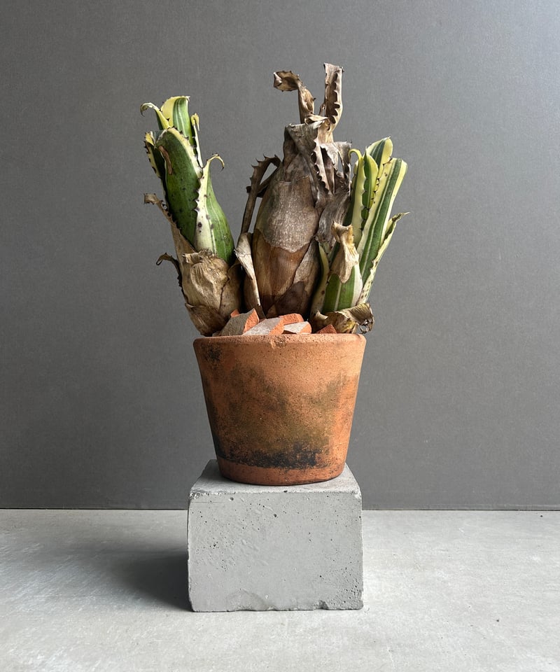 Hohenbergia Karla “ Triple Heads”「ホヘンベルギア カーラ “