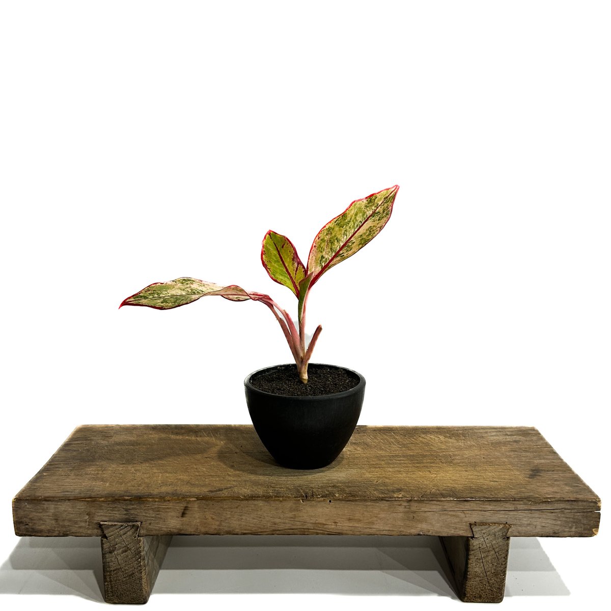 アグラオネマ サイアム オーロラ 斑入「Aglaonema Siam Aurora
