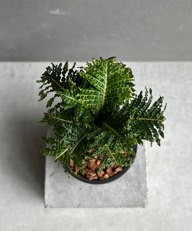 ブレクナム ギッバム ドワーフ 「Blechnum gibbum Dwarf 」74D | S