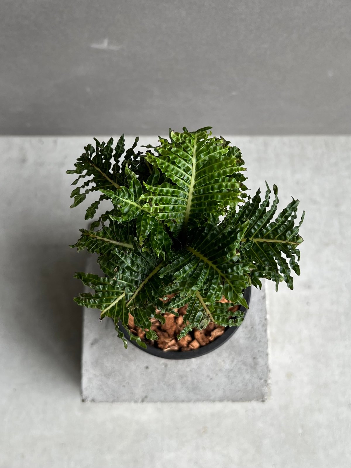 ブレクナム ギッバム ドワーフ 「Blechnum gibbum Dwarf 」74D | S