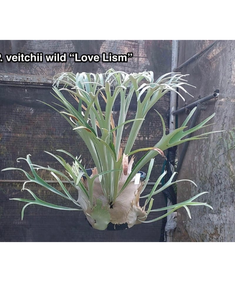 P.veitchii wild Australia 子株③ ビカクシダ-