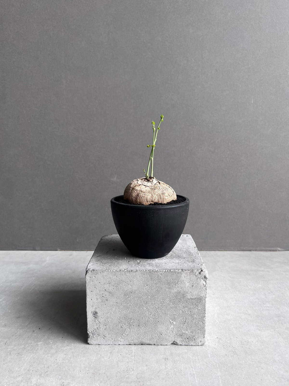 ステファニア ステファニア エレクタ 「Stephania erecta」46B | SHOUCHIKUEN