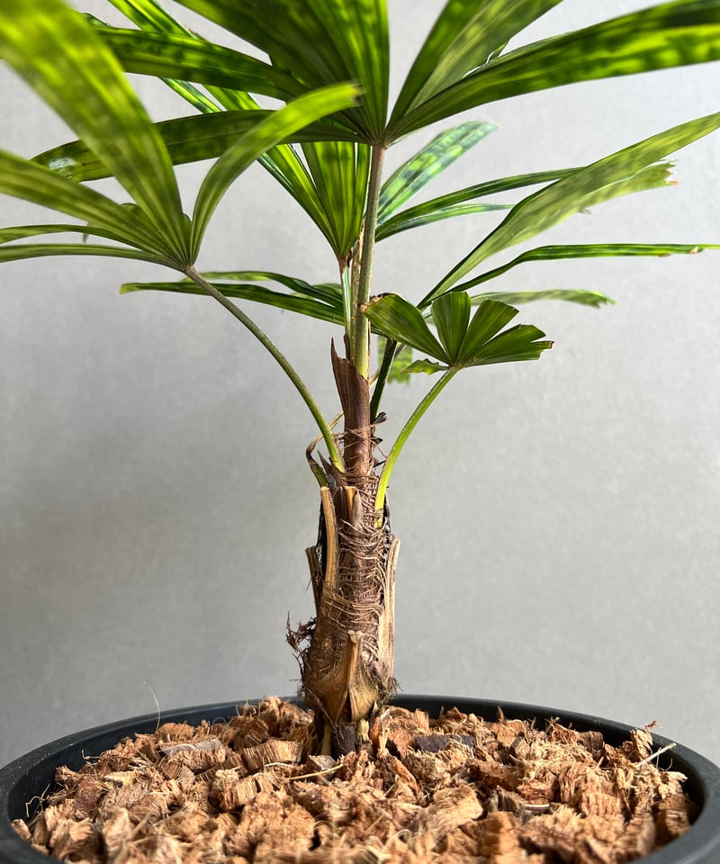 リクアラ マッタネンシス マプ 「Licuala mattanensis 'Mapu