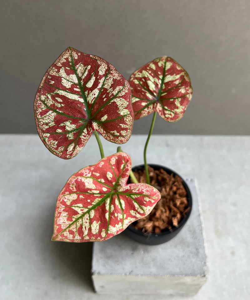 カラジウム　カラジューム　タイハイブリッド　ヒラヒラ系 カラジューム ハイブリッド “レッド インパルス” 「Caladium Hybrid