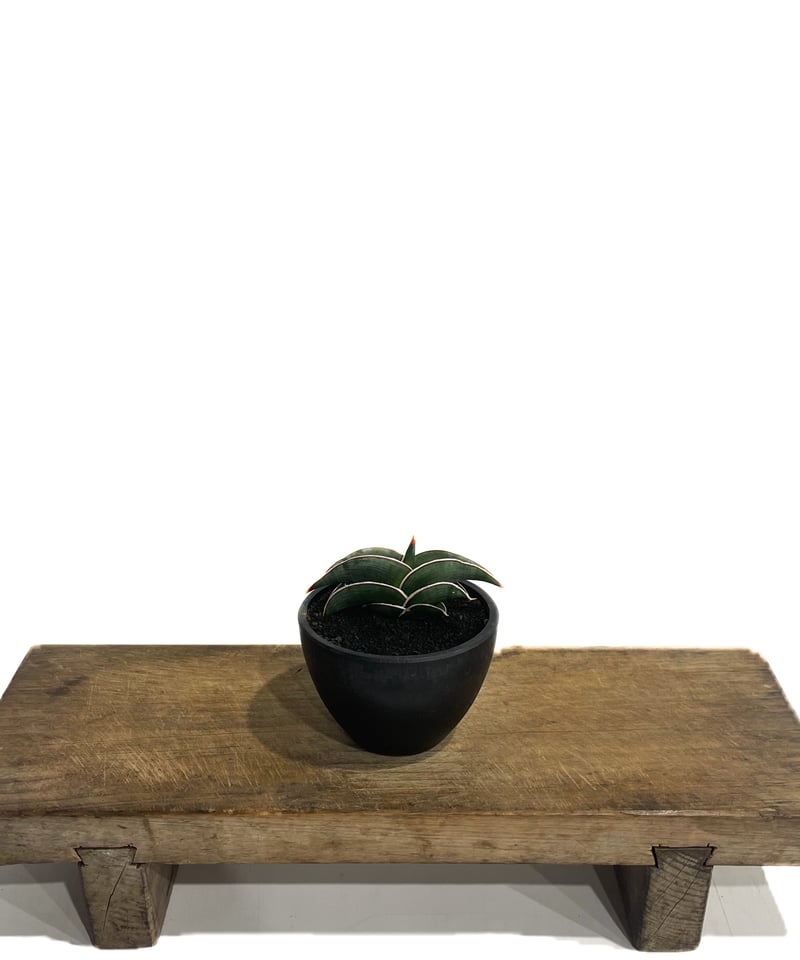 サンセベリア ロリダ 「Sansevieria rorida」85F-1 | SHOUCHI