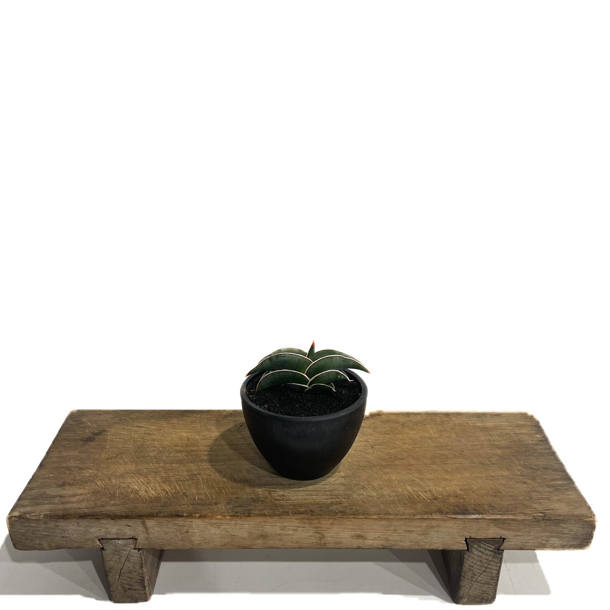 サンセベリア ロリダ 「Sansevieria rorida」85F-1 | SHOUCHI
