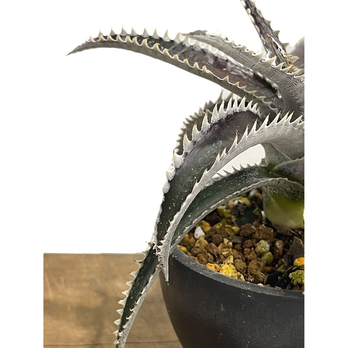 ディッキア DT-10 x オブシディアン「Dyckia DT -10 x Obsidian」